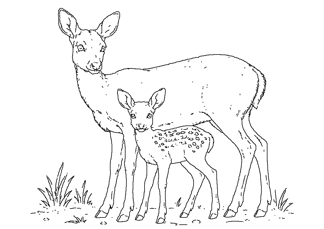 Srna in bambi